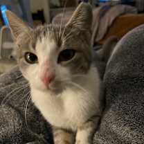 Thumbnail photo of Iris #3