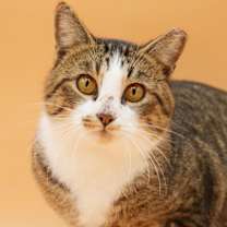 Thumbnail photo of Lennox #1