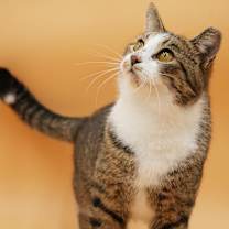 Thumbnail photo of Lennox #4