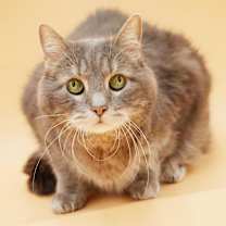 Thumbnail photo of Kitty #1