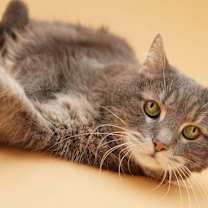 Thumbnail photo of Kitty #2