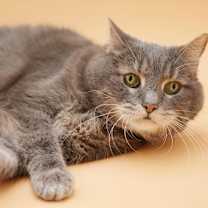 Thumbnail photo of Kitty #3