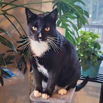 Thumbnail photo of Tux #1