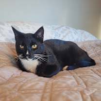 Thumbnail photo of Tux #2