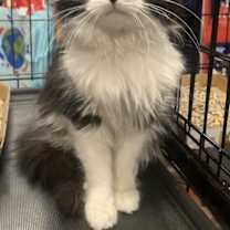 Thumbnail photo of Fluffy Bright #1