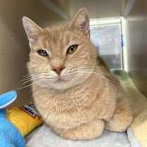 Thumbnail photo of Bert #1