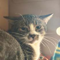 Thumbnail photo of Dolly #2