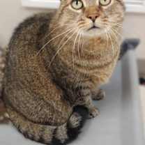 Thumbnail photo of Bell #2