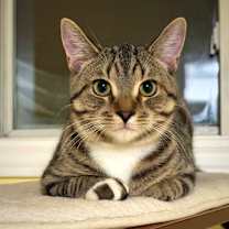 Thumbnail photo of Panzanella #1