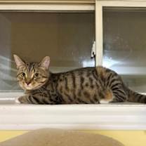 Thumbnail photo of Panzanella #3