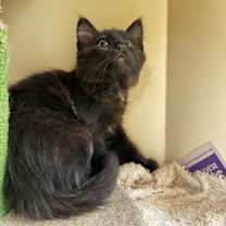 Thumbnail photo of Oliver Queen - red collar #1