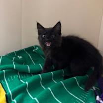 Thumbnail photo of Laurel Lance - pink collar #2