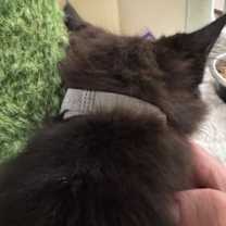 Thumbnail photo of Felicity Smoak - grey collar #2