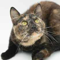 Thumbnail photo of ChaCha #2