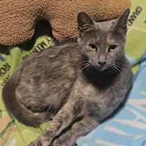 Thumbnail photo of Katiness #1