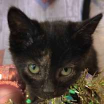 Thumbnail photo of Matcha #2