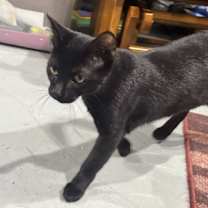 Thumbnail photo of Inky #3