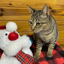 Thumbnail photo of Sundance #1