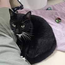 Thumbnail photo of Socks #1