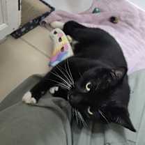 Thumbnail photo of Socks #2