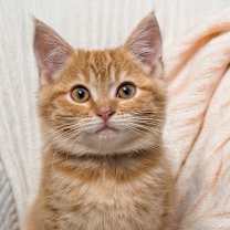 Thumbnail photo of Patience #1