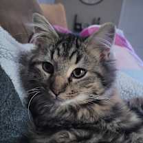 Thumbnail photo of Rigel #1