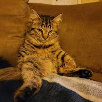 Thumbnail photo of Rigel #2