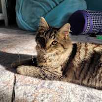 Thumbnail photo of Rigel #3