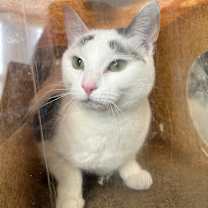 Thumbnail photo of Lucky Charm #1