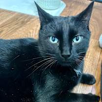 Thumbnail photo of Oreo #2