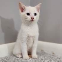 Thumbnail photo of Pixie #1