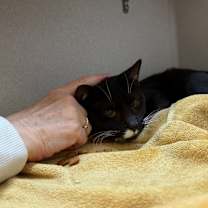 Thumbnail photo of Saturn #3