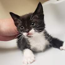 Thumbnail photo of Cosmo #2