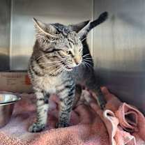 Thumbnail photo of Edmonia Mewis #1