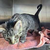 Thumbnail photo of Edmonia Mewis #2