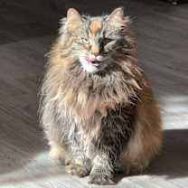 Thumbnail photo of Venus #4