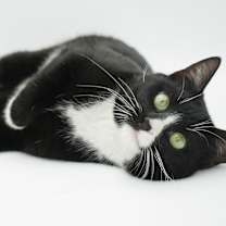 Thumbnail photo of Mittens #1