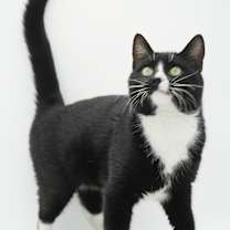 Thumbnail photo of Mittens #2