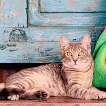 Thumbnail photo of Nimbus #2