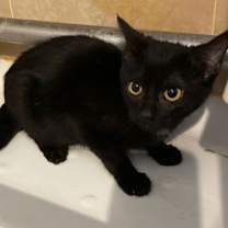 Thumbnail photo of Skout #2