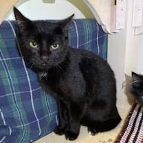 Thumbnail photo of Dynamite #2