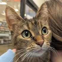 Thumbnail photo of Mocha #1