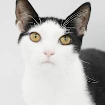 Thumbnail photo of Pablo #1