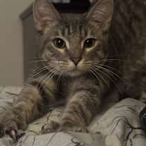 Thumbnail photo of Rush #3