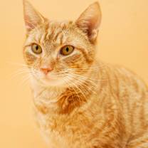 Thumbnail photo of OJ #4