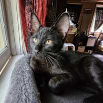 Thumbnail photo of Cub #1