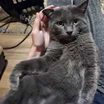 Thumbnail photo of Duke #1