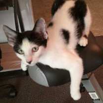 Thumbnail photo of Panda #1