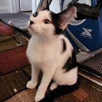 Thumbnail photo of Panda #2