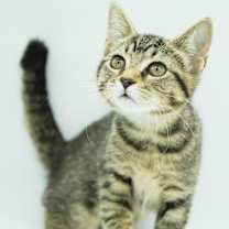 Thumbnail photo of Tweety #2